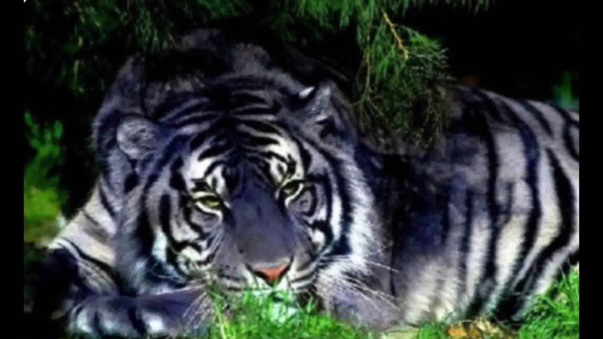 黑蓝虎灭绝了吗