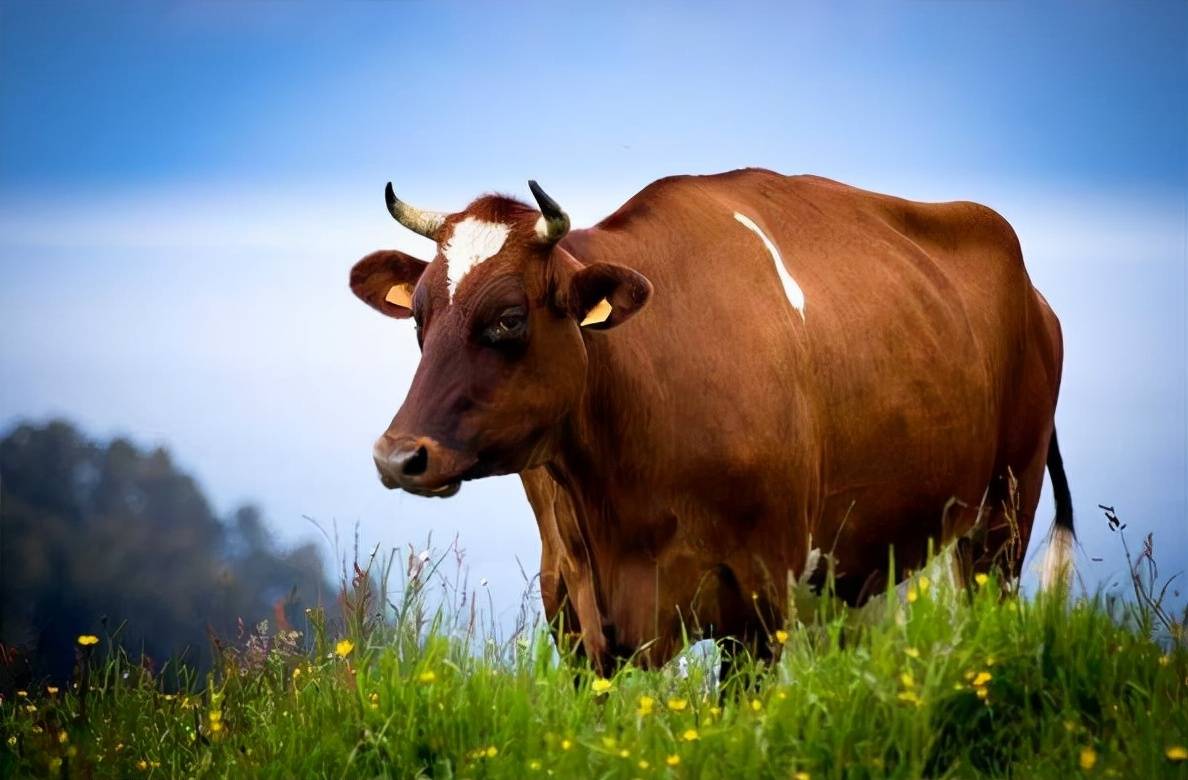 1997����ʲô��Ф��ż