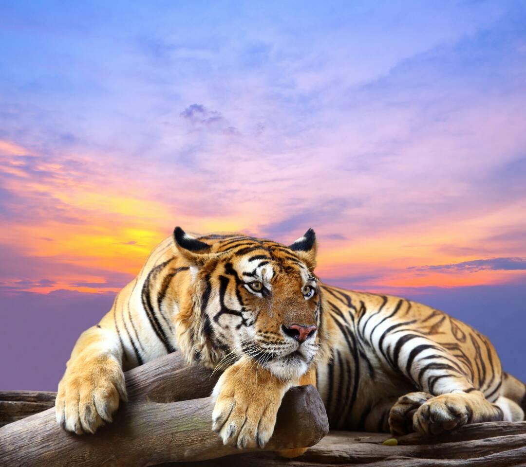 1986��������Ů��һ��