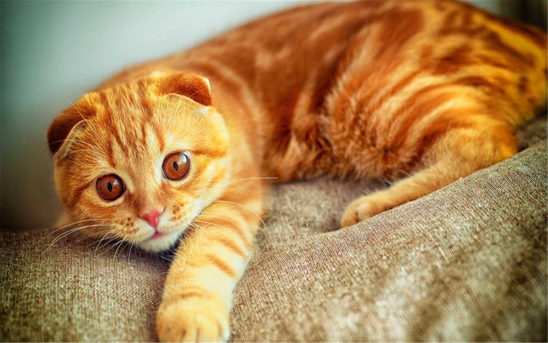 做梦梦见猫 做梦梦见猫咪