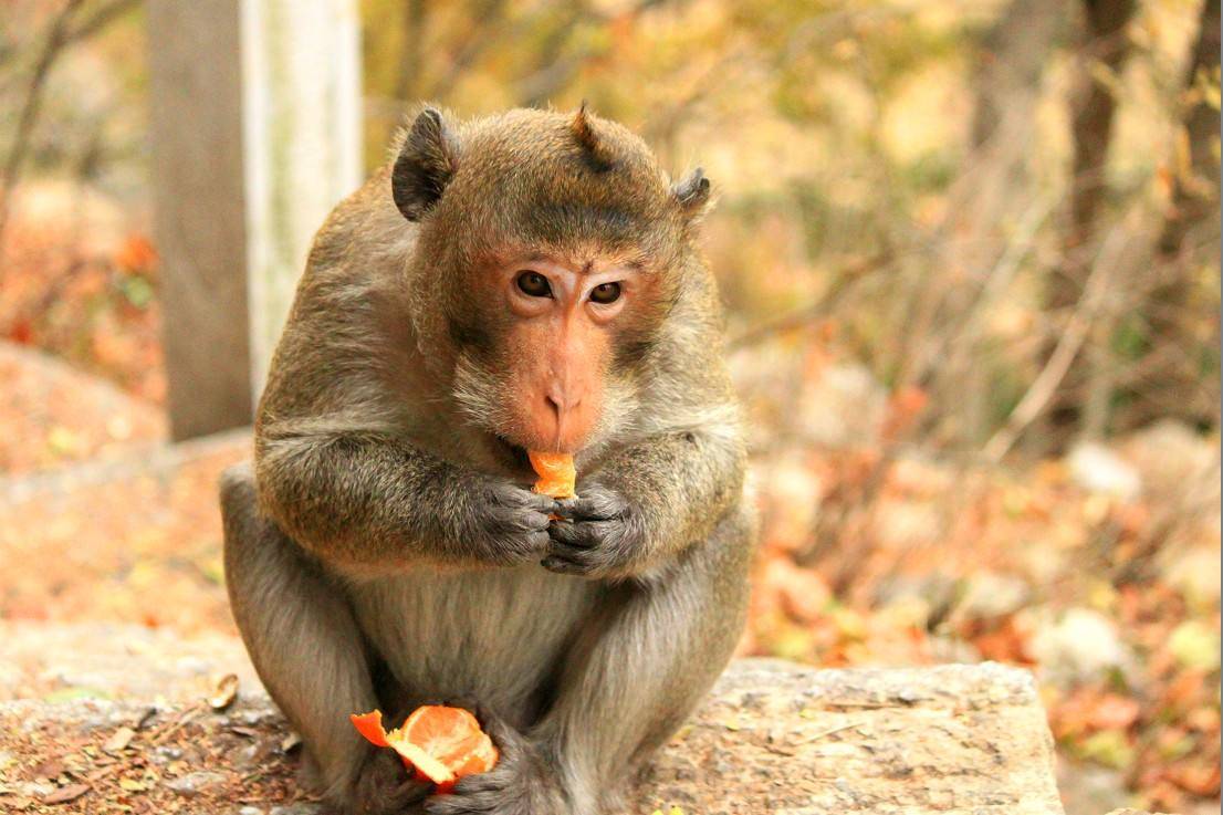 92年属猴和属龙配不配 1992男猴更佳婚配