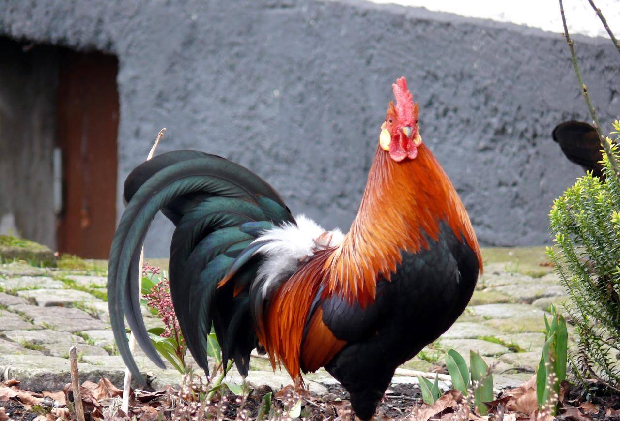 1981年属鸡人最难熬年龄 1981年属鸡一生的命运