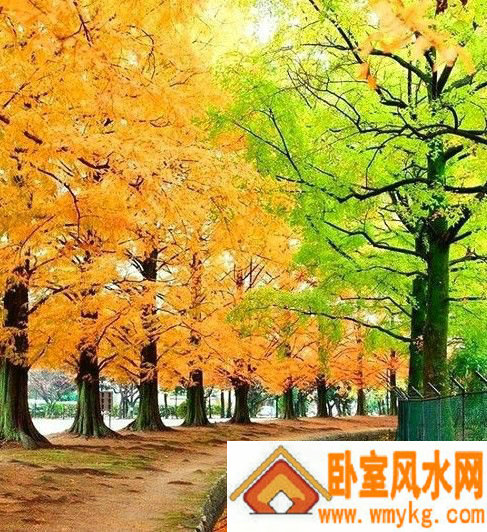 富人们必备使用的风水 实在是太全了很实用