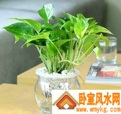 办公室摆放绿色植物的位置与风水 办公室摆放绿色植物的位置与风水