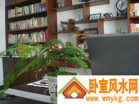 书房植物风水