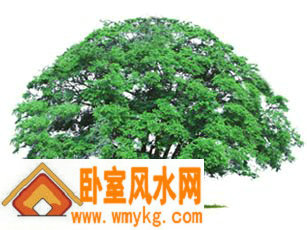 风水树