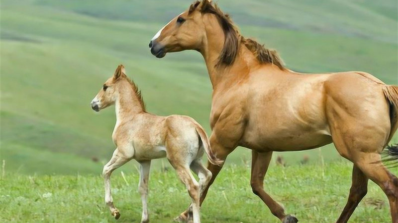 ��Ы�������Ķ���