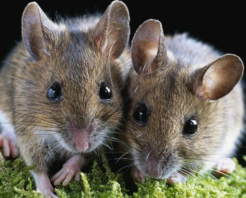 �����������Ӿ���Ա��