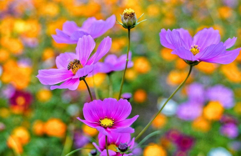 家中的大门风水有何讲究 家中的大门风水有何讲究