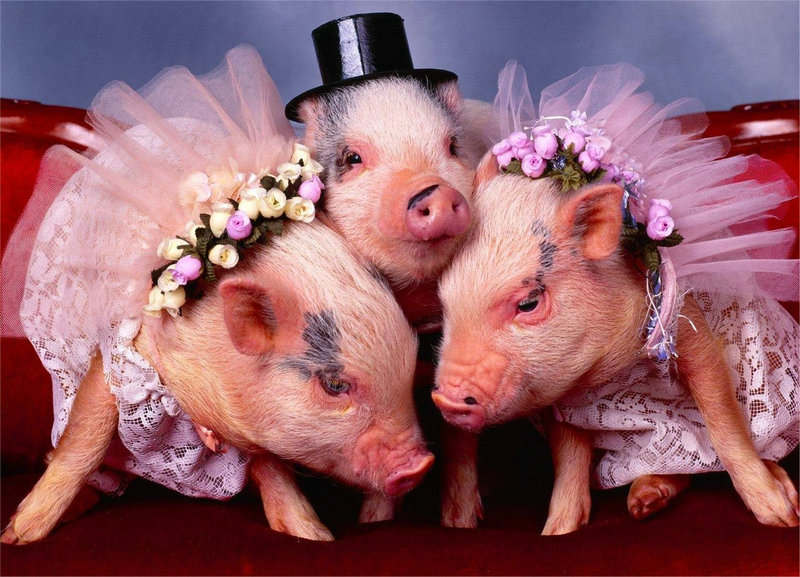 何猷君的儿子何猷君的儿子名字 何猷君的儿子何猷君的儿子名字