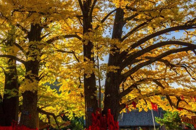 ϲļǷӰҵ(ϲҵϲܴ)