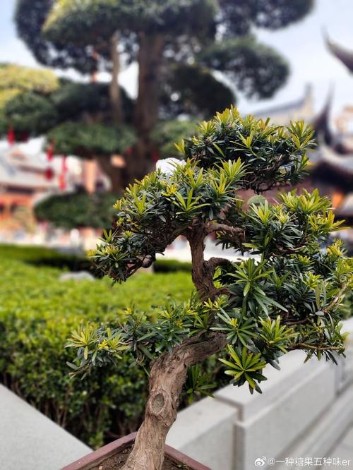 十二星座怎么唤醒魔法(12星座魔法咒语和手势) 十二星座怎么唤醒魔法(12星座魔法咒语和手势)