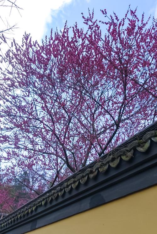 生辰八字详细分析 免费生辰八字算命详解(分析生辰八字免费) 生辰八字详细分析 免费生辰八字算命详解(分析生辰八字免费)
