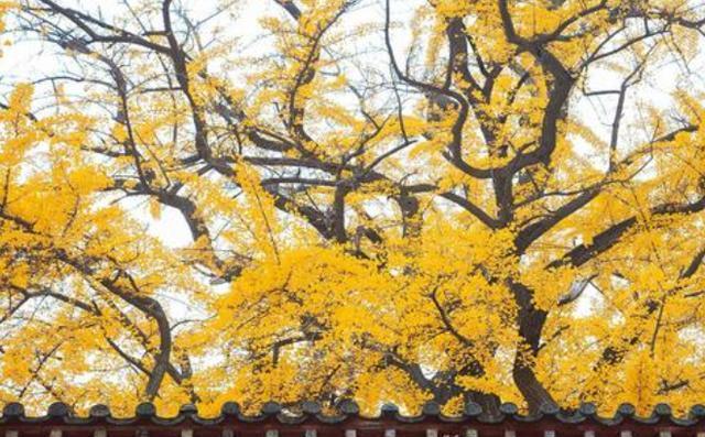 79年属羊女2025年的每月运势 79年属羊女2025年的每月运势