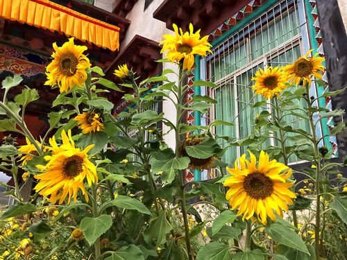 奇门阴宅神假是什么 奇门阴宅神假是什么