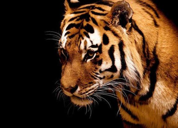 2025属马人运程预测 2025属马人运程预测