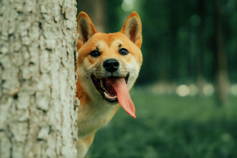 ��Ф�����˵��������