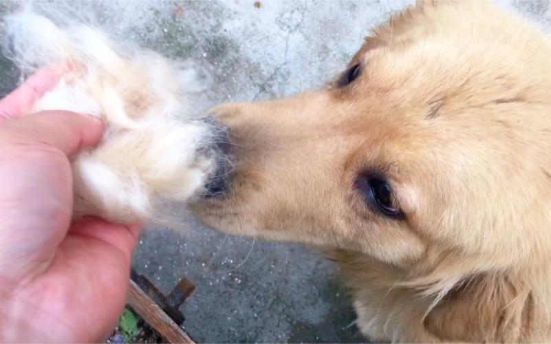 �����кͽ�ţŮ��һ�������