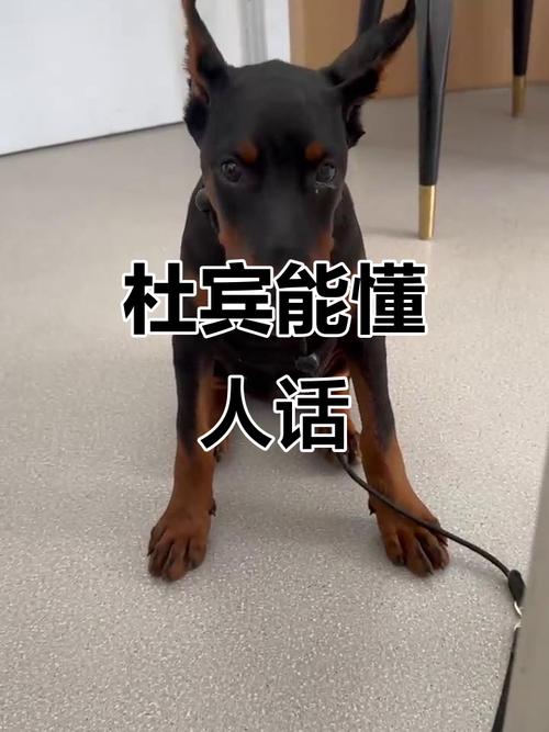 配对盘是什么 配对盘怎么看 配对盘是什么 配对盘怎么看