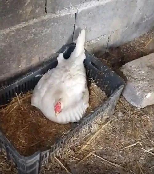 ��΢����֪����