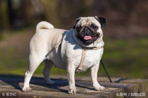 阴宅坐三煞怎么化解 阴宅坐三煞怎么化解