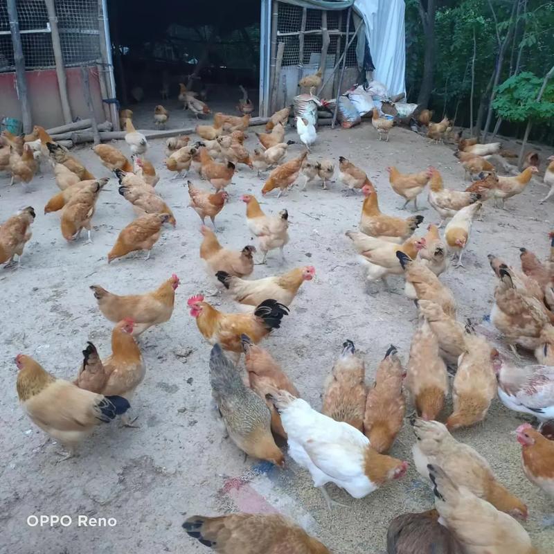 徐静蕾老公申请亲子鉴定如何看待未婚生子的 徐静蕾老公申请亲子鉴定如何看待未婚生子的