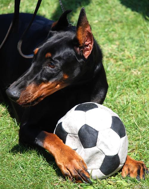 田间种树风水禁忌图片欣赏(农村风水,农家院子里不能种什么树) 田间种树风水禁忌图片欣赏(农村风水,农家院子里不能种什么树)