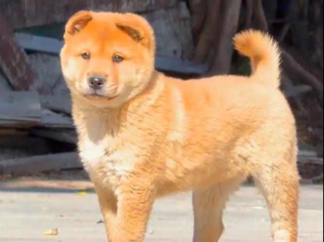 ���Ǿ������������ѹۿ�