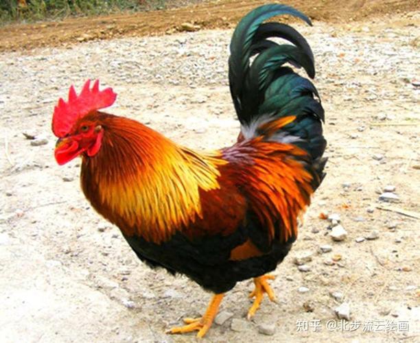 ������Ķ���_������Ķ��Ե��Ӿ����߹ۿ�