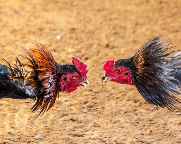 121ФӰϷϲúѡ(121ФϷϲǷ)