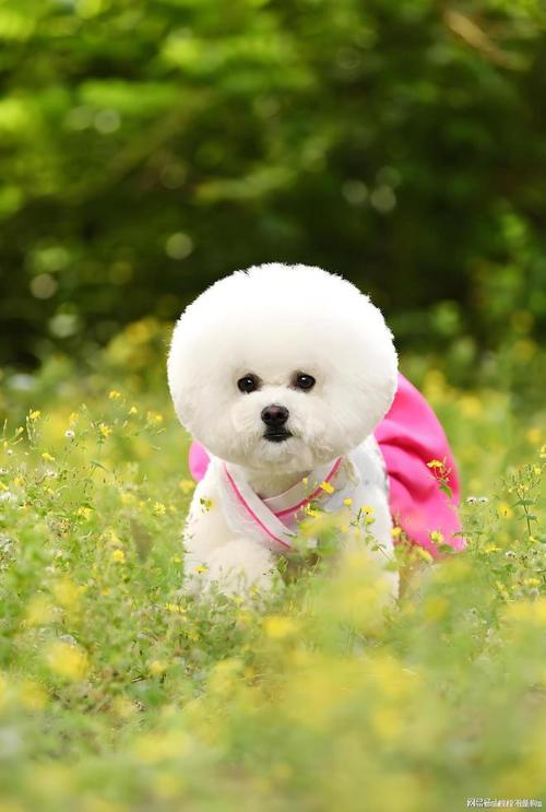 虎年宝宝起名姓贺是否会影响未来的幸运和财富传承(虎年宝宝起名姓贺如何选择显贵而富有气质的名字呢) 虎年宝宝起名姓贺是否会影响未来的幸运和财富传承(虎年宝宝起名姓贺如何选择显贵而富有气质的名字呢)