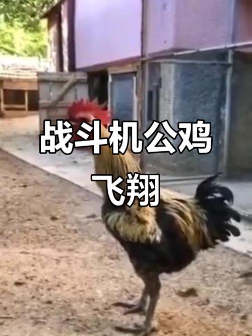 十二星座的手表是什么样子的 十二星座的超能力 十二星座的手表是什么样子的 十二星座的超能力