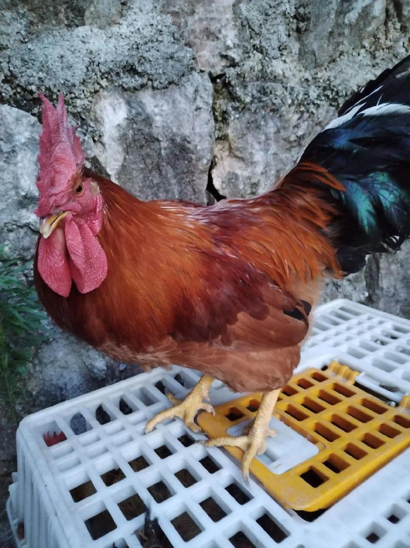 3�³����������˺���