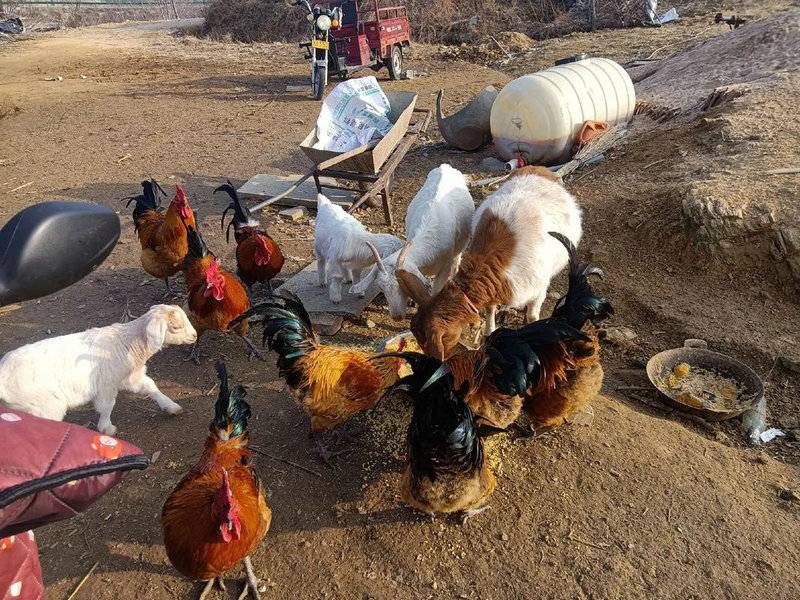 鸡年究竟怎样才能配对手机号才能带来好运与顺利生活呢 鸡年究竟怎样才能配对手机号才能带来好运与顺利生活呢