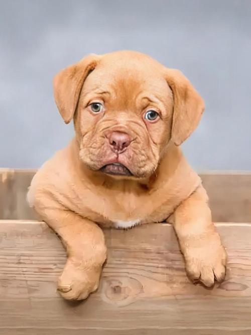 兔子配龙的婚姻好不好 属龙的和属兔的相克吗 兔子配龙的婚姻好不好 属龙的和属兔的相克吗