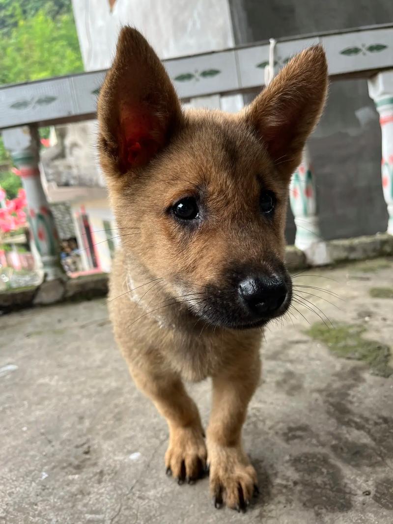 八字算命弱强中丁亥日柱的人命运如何是否容易遭遇困境 八字算命弱强中丁亥日柱的人命运如何是否容易遭遇困境