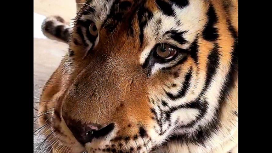 属虎的配什么属相 属虎的配什么属相