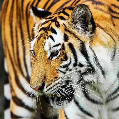 冰与火之歌第三季02 冰与火之歌第三季02