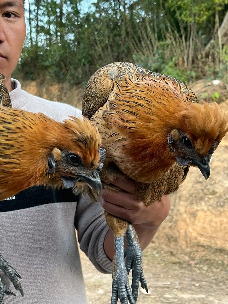 测字各字能为结婚吉日提供哪些指引与启示呢(为何测字各字在选择结婚吉日时至关重要难道真的影响爱情运势吗) 测字各字能为结婚吉日提供哪些指引与启示呢(为何测字各字在选择结婚吉日时至关重要难道真的影响爱情运势吗)