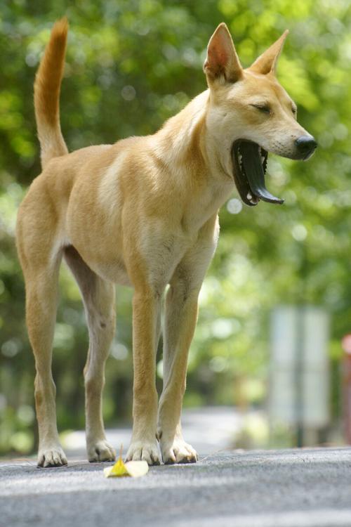 90年属狗2025年运势及运程 90年属狗2025年运势及运程