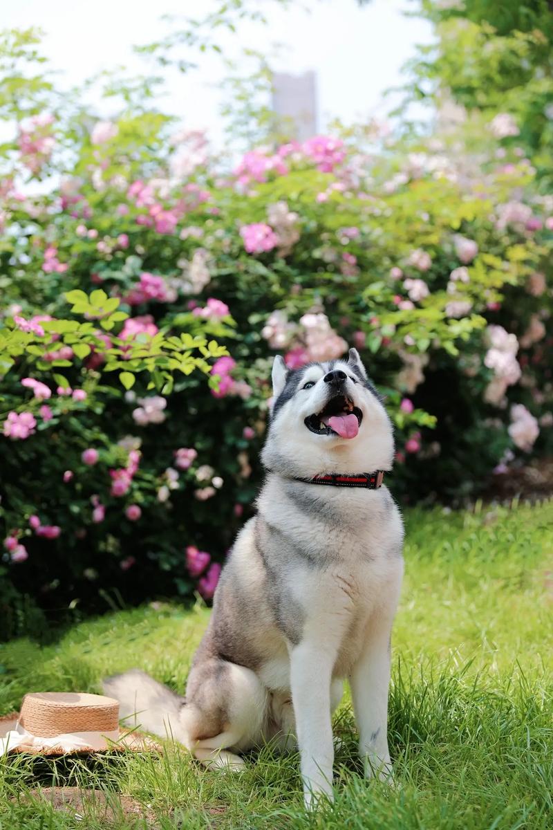 杨子和颖儿有啥关系"霸总"杨子成带货一哥 杨子和颖儿有啥关系"霸总"杨子成带货一哥