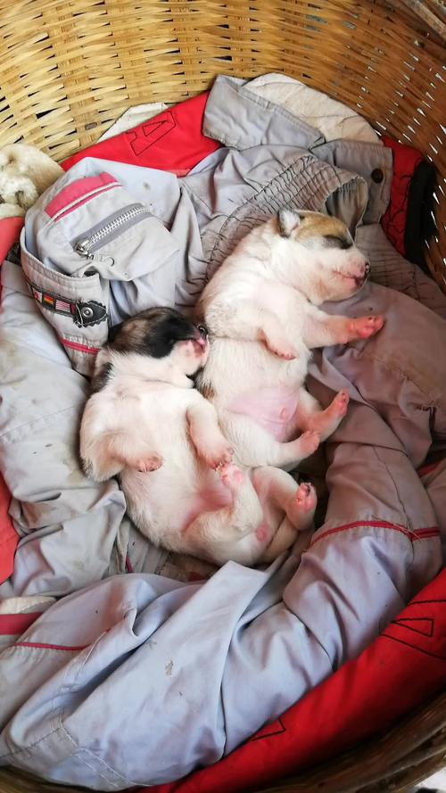 陈宝国陈数主演的电视剧 陈宝国陈数主演的电视剧