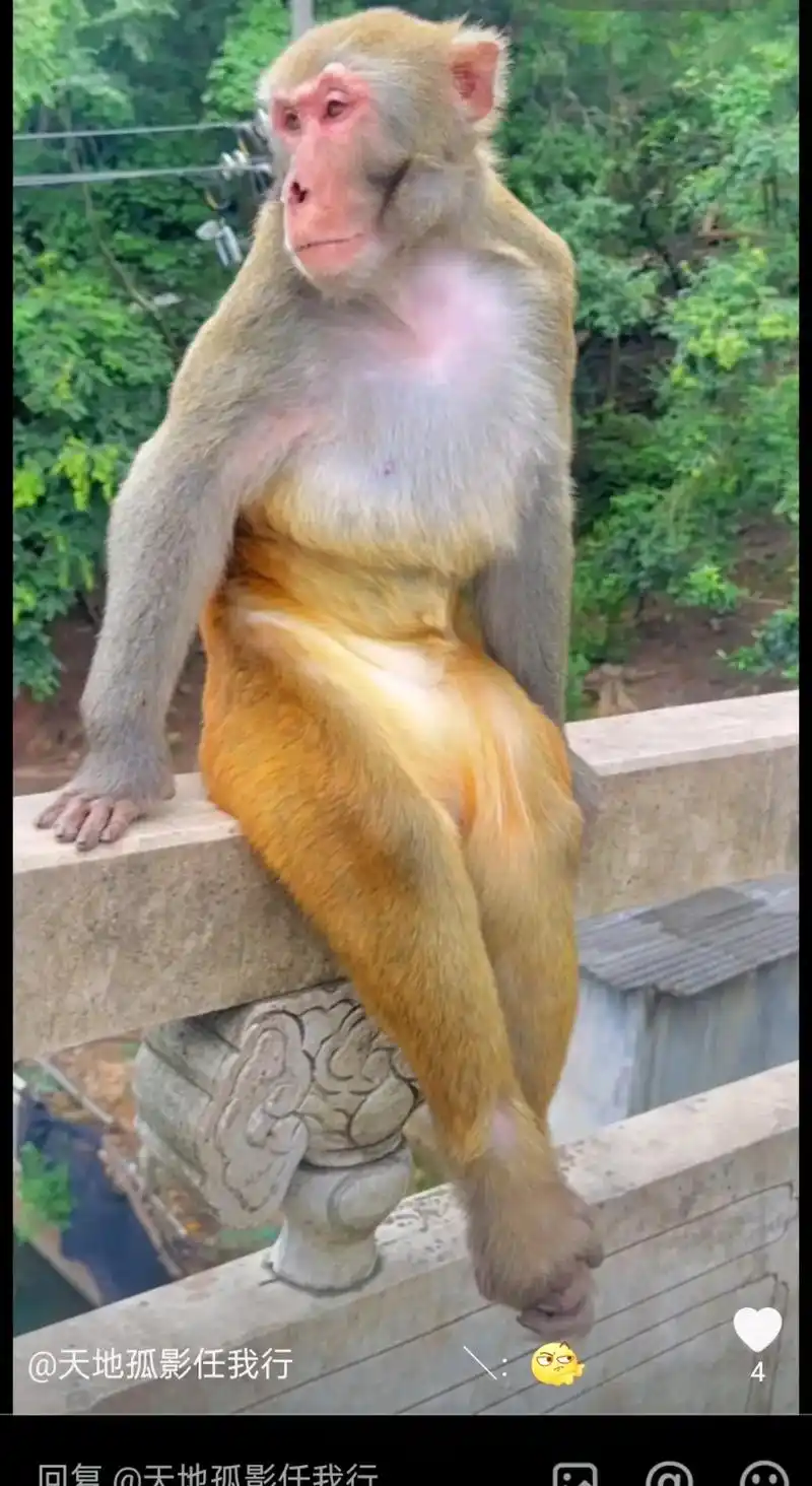 犯太岁的表文填写目录展示出来 犯太岁的表文填写目录展示出来