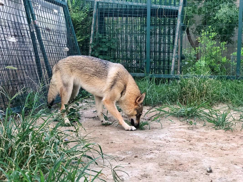 ��Ы�к�ʨ��Ů��һ�������