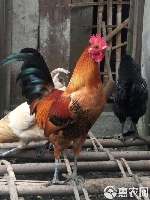 1976年龙男的贵人 68年猴今年运势 1976年龙男的贵人 68年猴今年运势