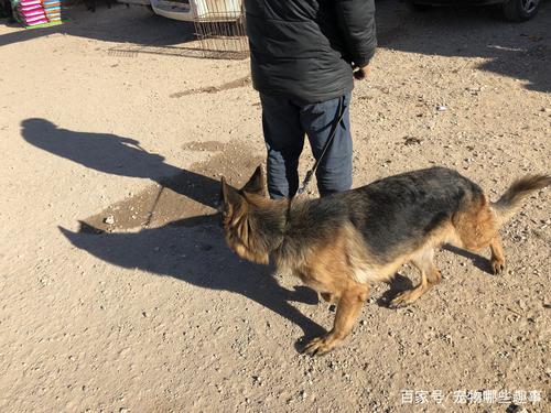 76年属龙的男人婚姻状况怎么样 81年女鸡的婚姻顺不 76年属龙的男人婚姻状况怎么样 81年女鸡的婚姻顺不