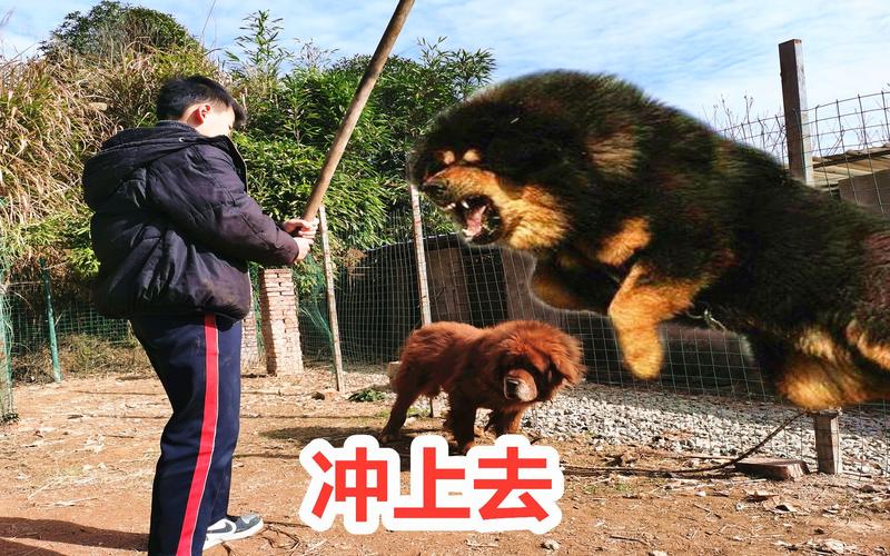 属鼠是哪年出生的年份 属鼠的出生年份对照表 属鼠是哪年出生的年份 属鼠的出生年份对照表