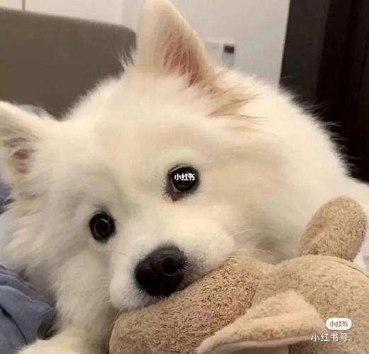 属蛇人恋爱时要注意什么 属蛇人恋爱时要注意什么