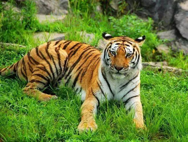 ��Ա�ձ����Ϲ���˭����ο����������