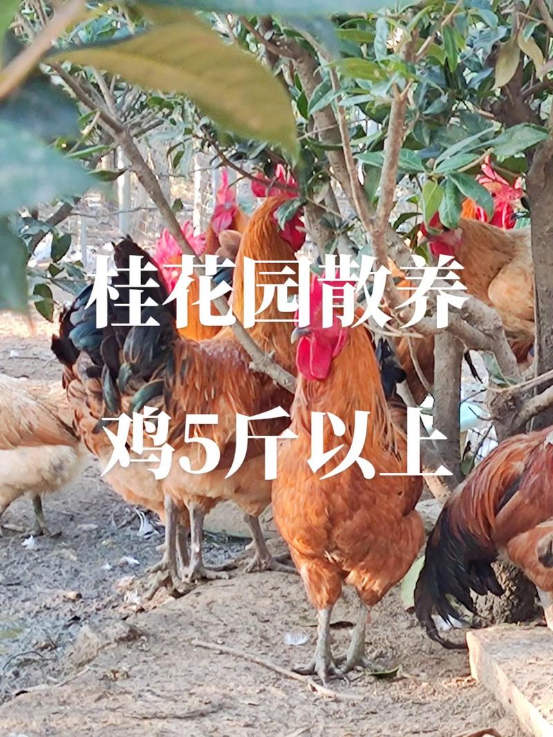 伤官事业运如何 走伤官运搞事业 伤官事业运如何 走伤官运搞事业